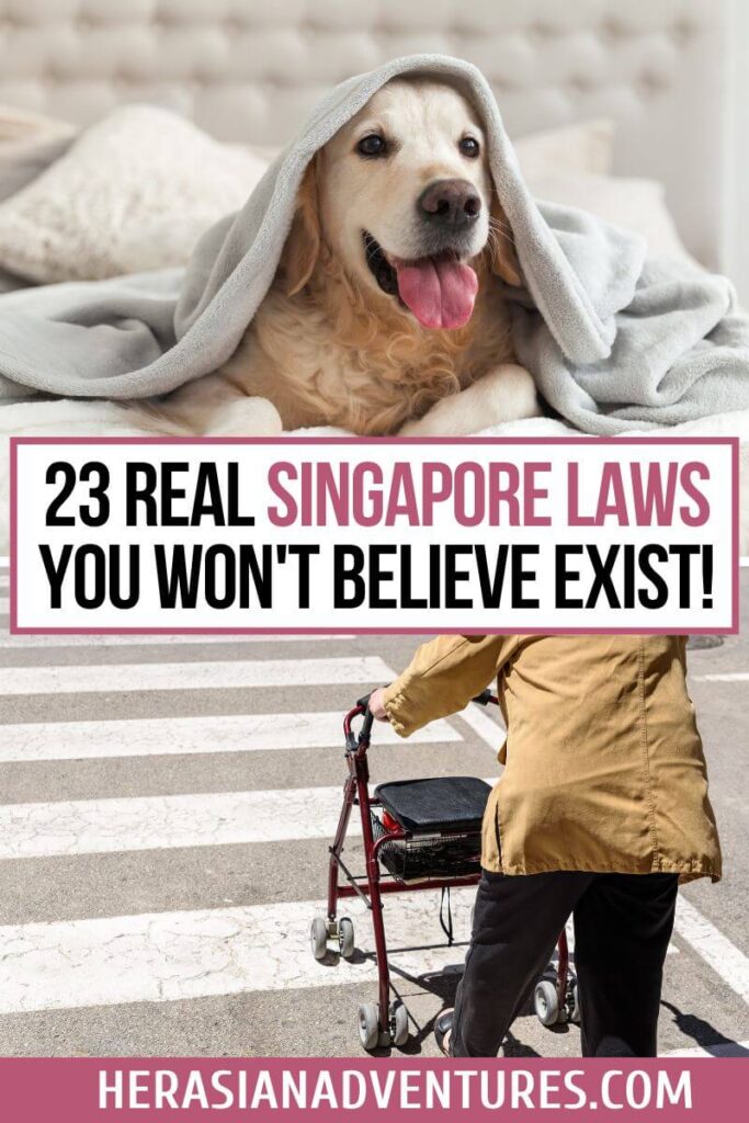 The text “23 Real Singapore Laws You Won’t Believe Exist!” is placed above a cozy golden retriever under a blanket and a senior citizen crossing a street with a walker. The imagery underscores Singapore’s strict yet surprising laws, including pet regulations and jaywalking fines.