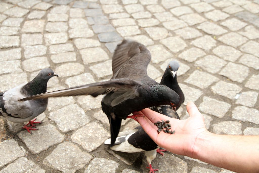 A handful of seeds offered to pigeons on a cobblestone path might seem harmless, but in Singapore, it’s a punishable act. Feeding animals in public is strictly forbidden to avoid pest problems, making this one of the important rules in Singapore for tourists to remember.