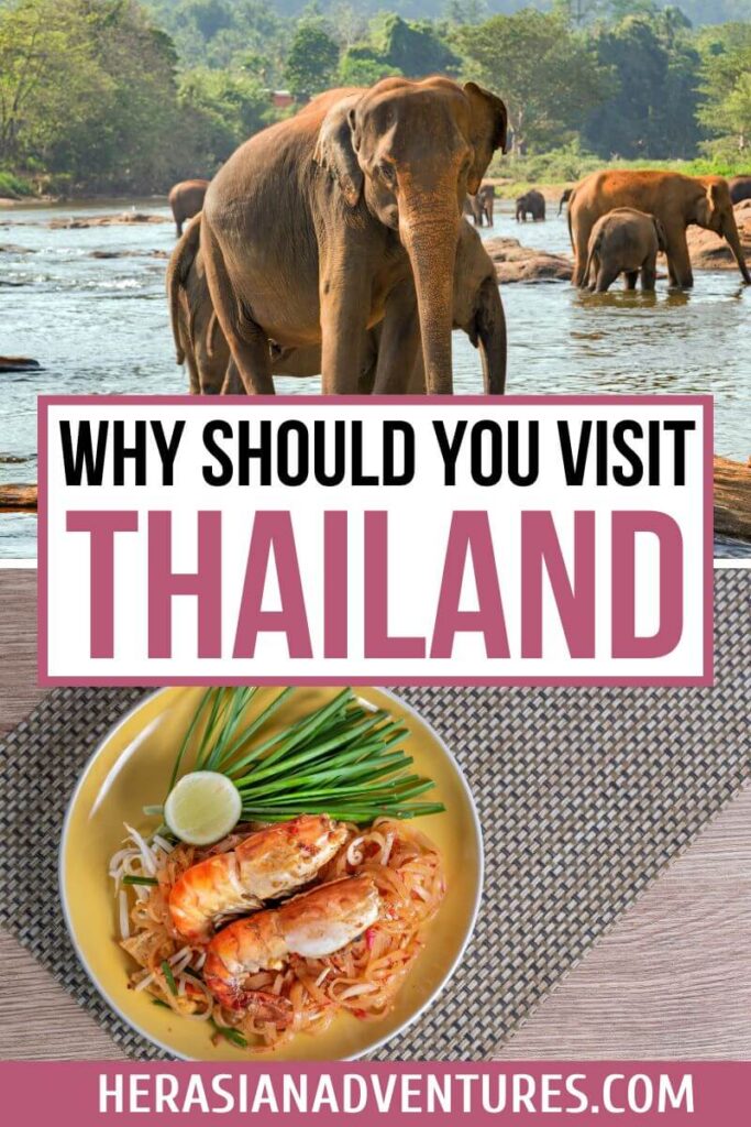 "Why should you visit Thailand" text overlay featuring a herd of elephants walking in a river and a bowl of Thai shrimp Pad Thai. Thailand is worth a visit for its rich wildlife and incredible cuisine, reasons why so many people go to Thailand for an unforgettable holiday.