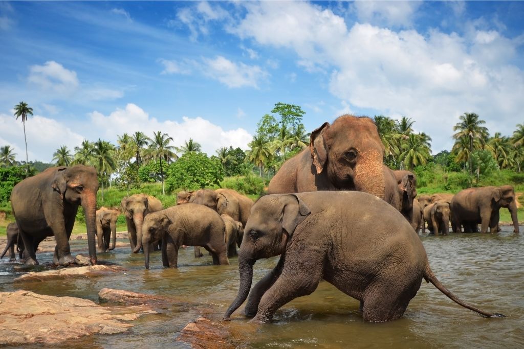 A herd of elephants bathing in a river, set against a lush, tropical backdrop. Thailand is worth visiting for its stunning wildlife, a reason many travelers choose to visit Thailand.