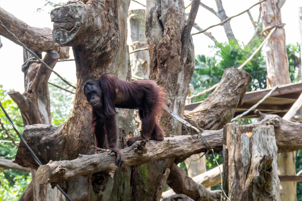 An orangutan climbing on wooden branches in a lush, green enclosure. A close encounter with nature, ideal for Singapore’s winter adventure seekers.