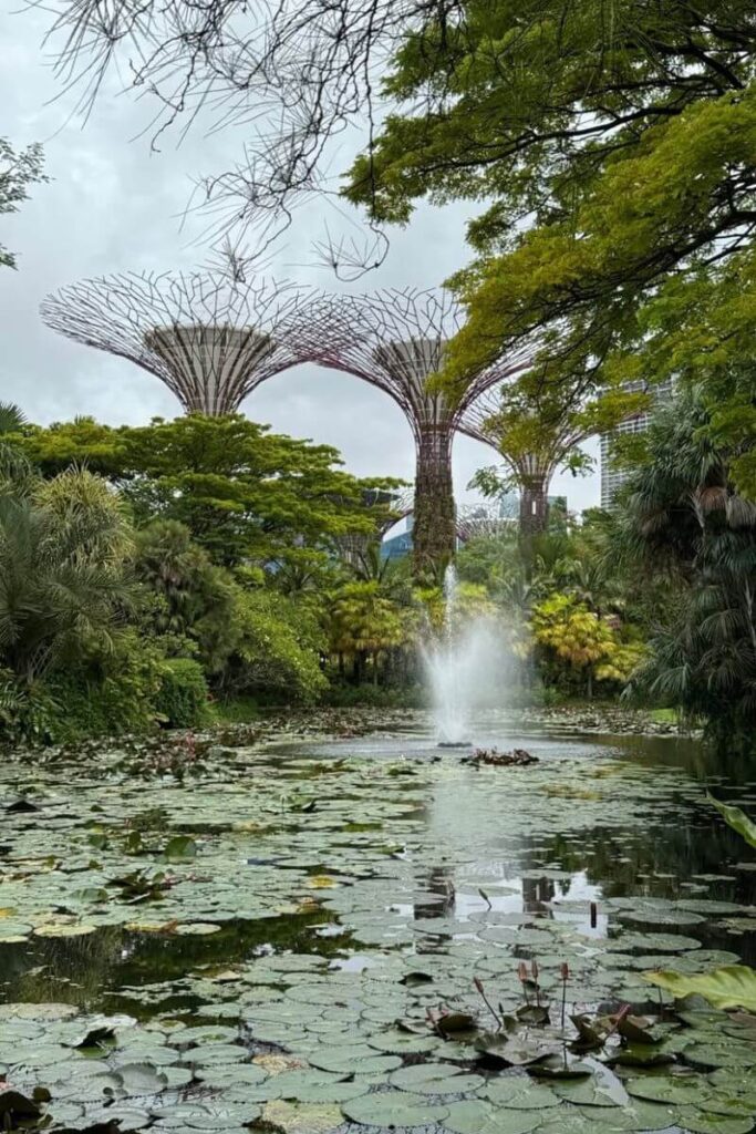 A serene view of the Supertrees in Gardens by the Bay framed by lush greenery and a lily-covered pond with a small fountain. Though taken during the day, this tranquil garden leads to the magical Gardens by the Bay light show known as Garden Rhapsody after dark.