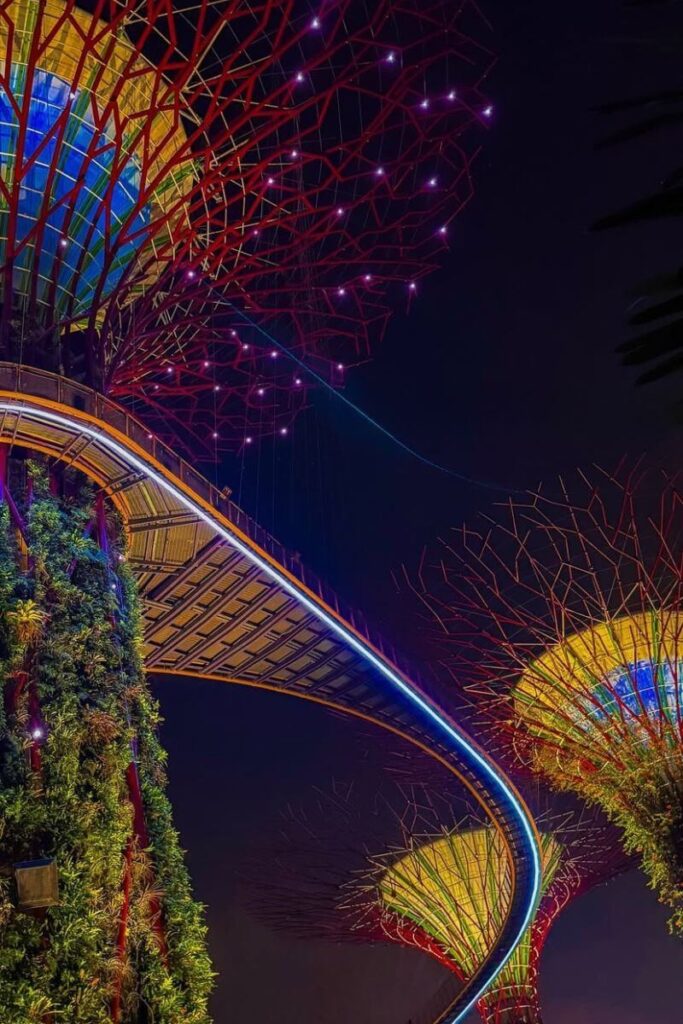 Colorful Supertrees tower over the OCBC Skyway lit with blue and red lights during the Gardens by the Bay light show. This elevated walkway offers one of the best spots to experience the Singapore light show from above.