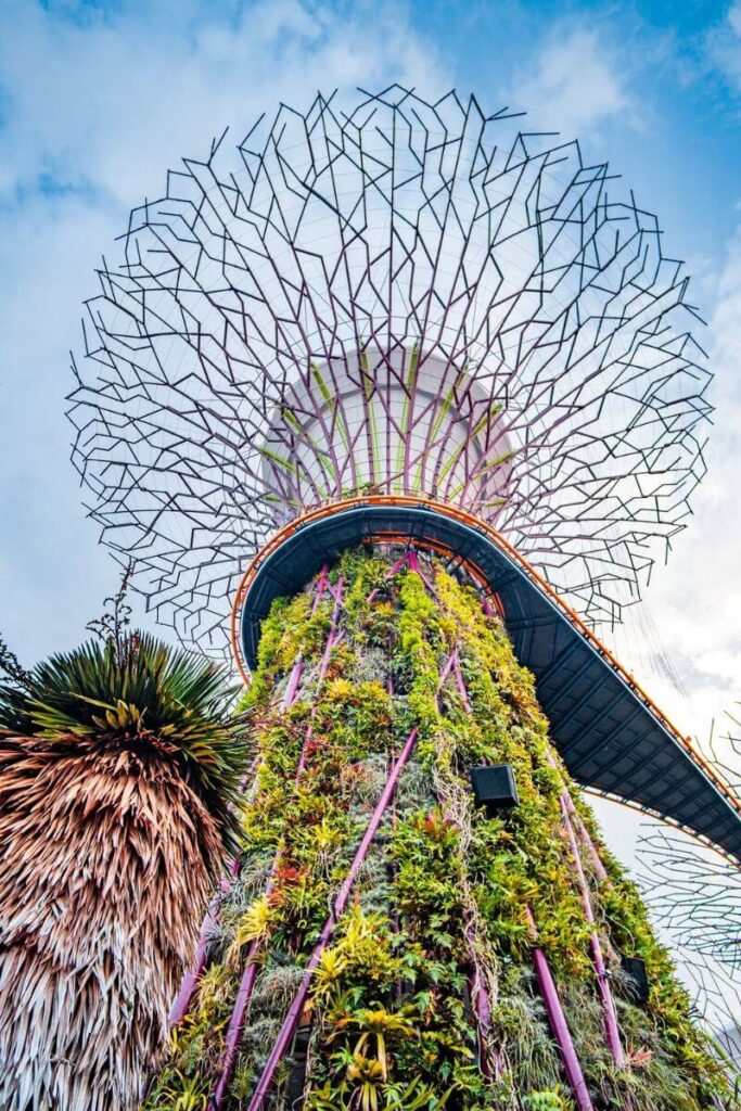 Low-angle shot of a towering Supertree covered in plants and intersected by the OCBC Skyway, set against a blue sky. This lush vertical garden becomes the centerpiece of the Gardens by the Bay light show each night and is a top Singapore landmark.