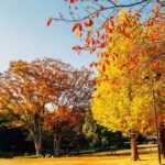 A tranquil park in Japan featuring stunning fall foliage, with trees displaying bright yellow and orange leaves under a clear blue sky. Perfect for leaf peeping and autumn adventures in Japan, capturing the beauty of Japan's landscapes during fall.