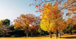 A tranquil park in Japan featuring stunning fall foliage, with trees displaying bright yellow and orange leaves under a clear blue sky. Perfect for leaf peeping and autumn adventures in Japan, capturing the beauty of Japan's landscapes during fall.