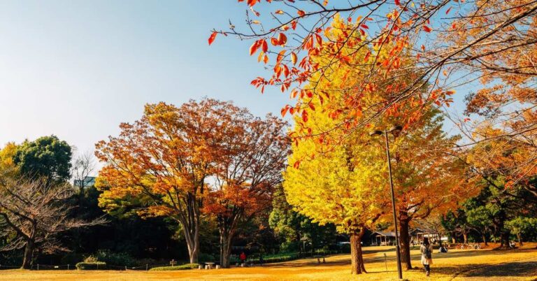 A tranquil park in Japan featuring stunning fall foliage, with trees displaying bright yellow and orange leaves under a clear blue sky. Perfect for leaf peeping and autumn adventures in Japan, capturing the beauty of Japan's landscapes during fall.