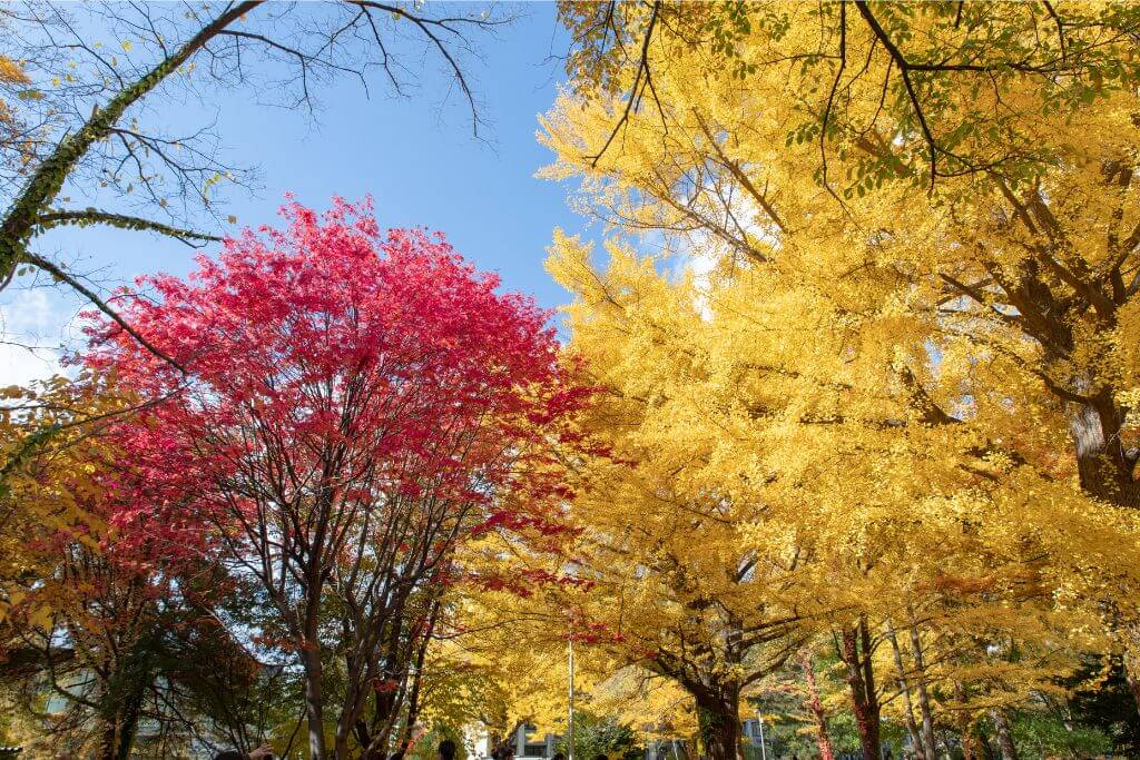 A picturesque view of vibrant red and golden-yellow autumn trees in Japan, showcasing the stunning colors of fall foliage. A perfect destination for leaf-peeping, honeymoon trips, and capturing the essence of autumn in Asia.