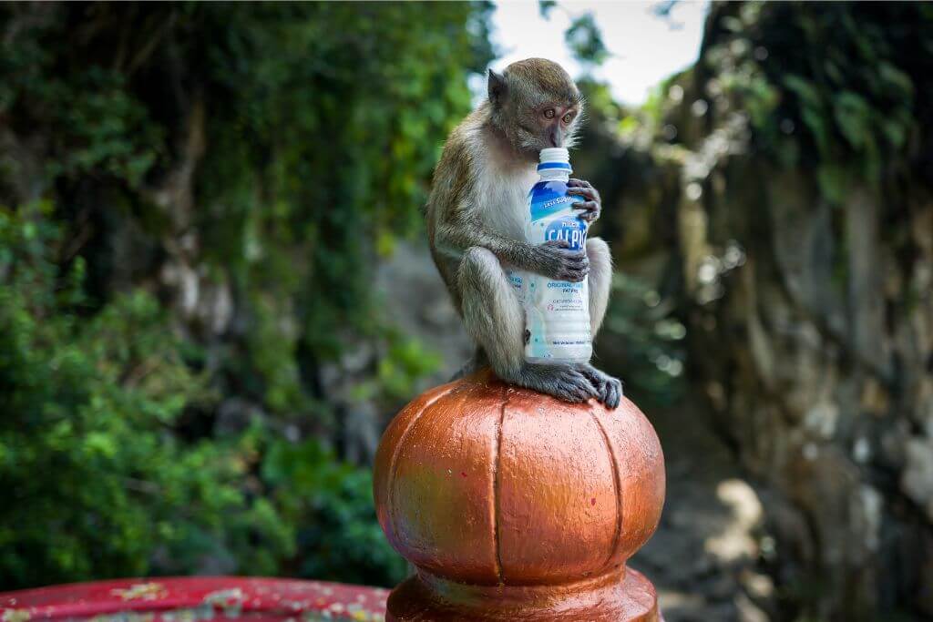 A monkey holding a bottle while sitting on a post at Batu Caves, Malaysia. Monkeys are a common sight at Batu Caves, adding to the adventure for tourists on Batu Cave tours as they explore the site and climb the famous steps.