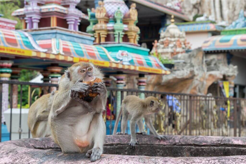 A monkey munches on a coconut near the Batu Caves temple complex in Kuala Lumpur. Batu Caves is known for its free-roaming monkeys, which are a popular part of the Batu Caves adventure tour experience for visitors.