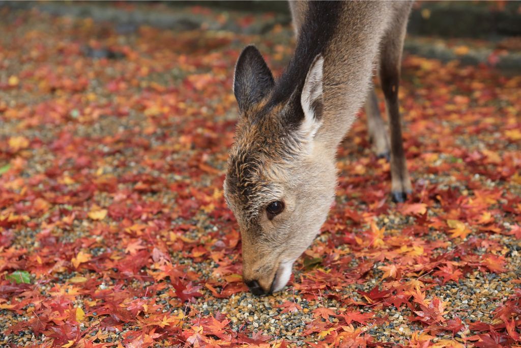 A deer grazes on fallen red and orange leaves, a beautiful autumn scene in Japan. This iconic wildlife moment captures the essence of fall in Japan, ideal for nature lovers and fall photography enthusiasts.