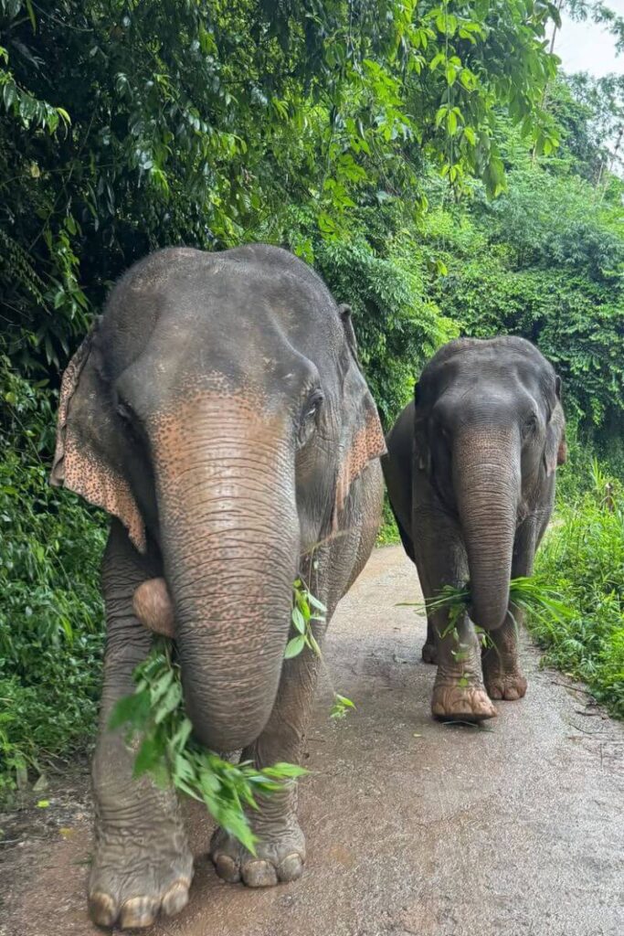 Two elephants walk along a jungle path, munching on leaves in Chiang Mai’s lush greenery. A unique wildlife experience and one of the best fall destinations in Asia for nature and eco-tourism lovers.