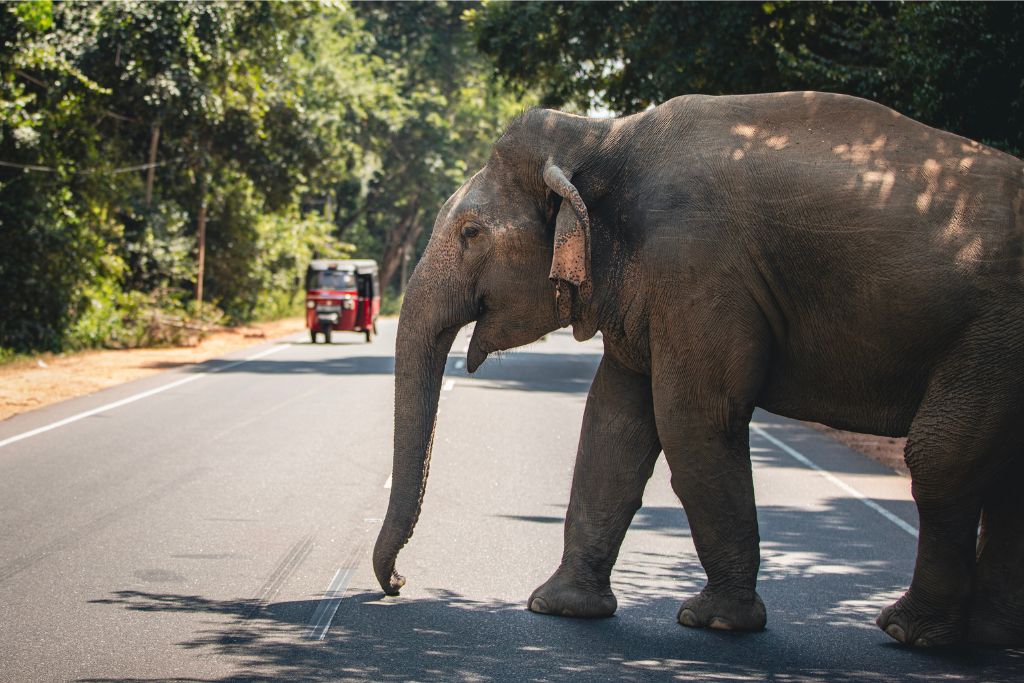 A wild elephant crossing the road with a red tuk tuk approaching in the background. This scene highlights the adventure lifestyle and beautiful roads of Sri Lanka, where nature meets travel on the paradise island.