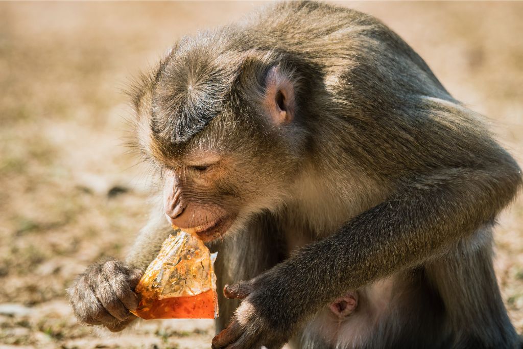 A monkey eating a snack in Sri Lanka, a common sight for travelers exploring the island's natural beauty. Sri Lanka's wildlife is part of the adventure when traveling through scenic routes by tuk tuk.