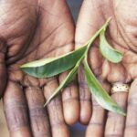 Close-up of hands holding freshly picked green tea leaves, illustrating Sri Lanka’s famous tea industry. These tea leaves are a popular Sri Lanka souvenir and a great gift for tea enthusiasts.