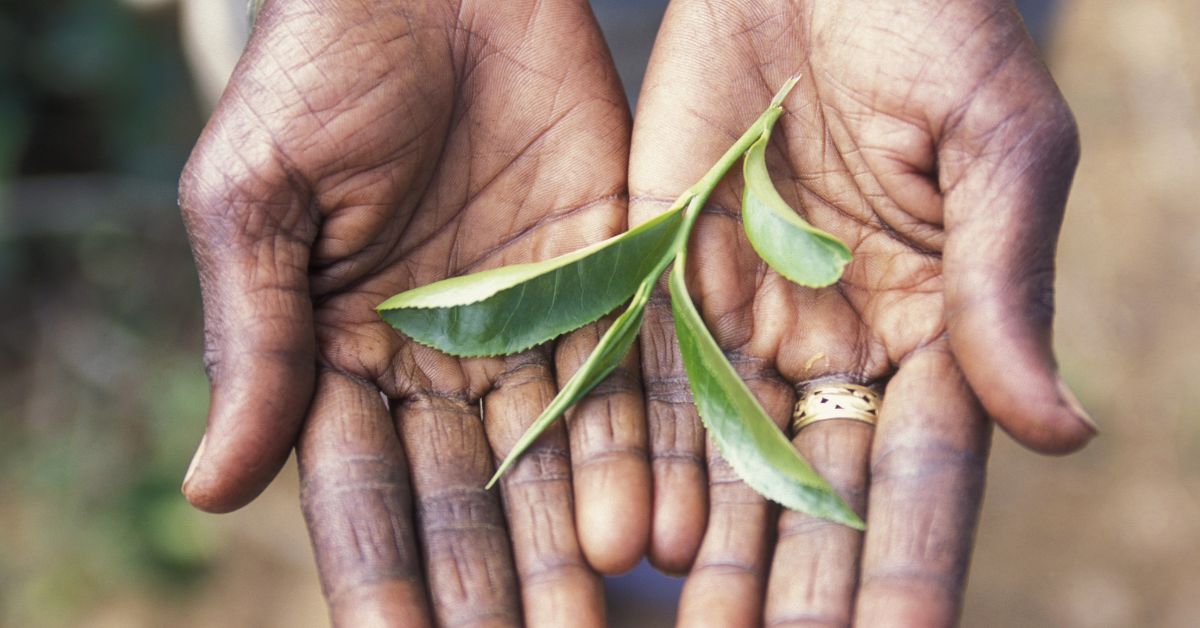 Close-up of hands holding freshly picked green tea leaves, illustrating Sri Lanka’s famous tea industry. These tea leaves are a popular Sri Lanka souvenir and a great gift for tea enthusiasts.