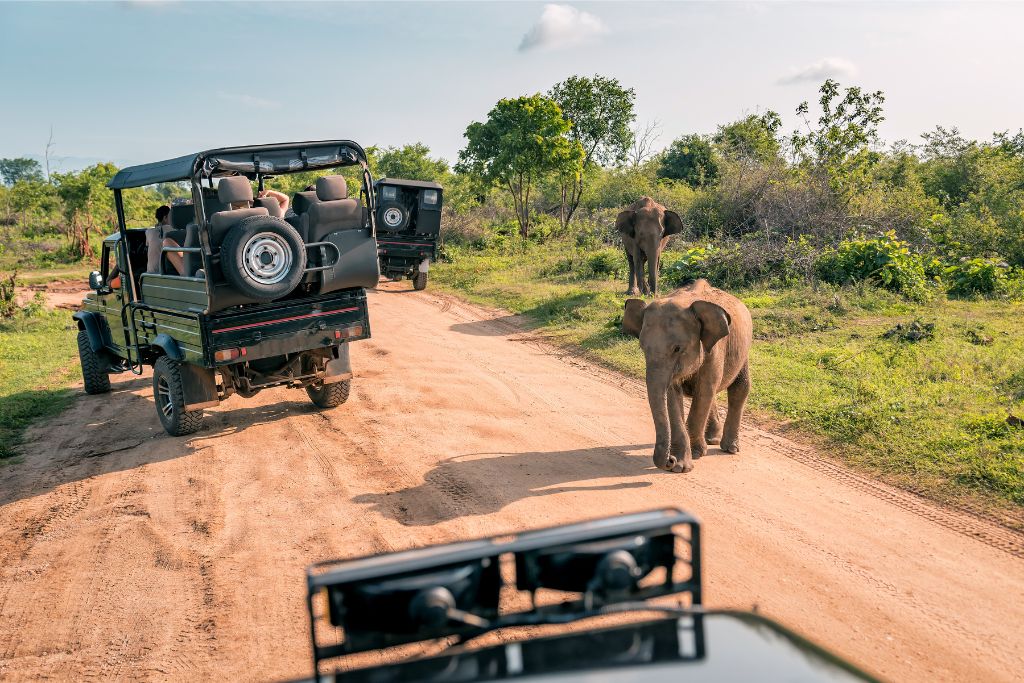 Safari jeeps encountering young elephants on a dirt road in lush greenery, ideal for travelers looking for the best time of the year to visit Sri Lanka’s wildlife.