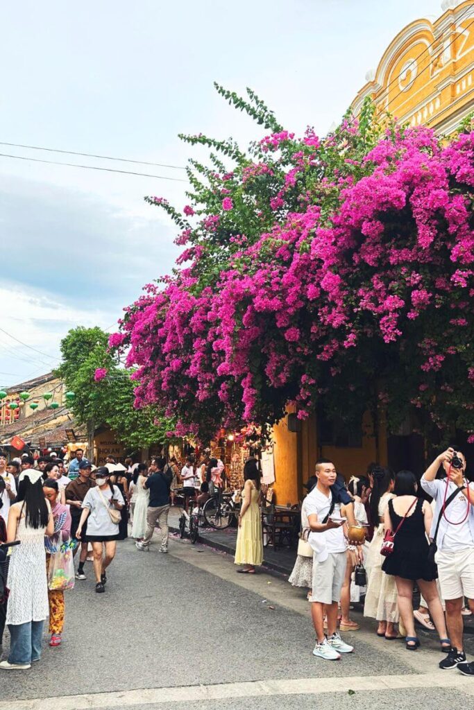 A vibrant street in Hoi An, Vietnam, filled with tourists exploring under a canopy of bright pink bougainvillea flowers and yellow colonial-style buildings. This UNESCO-listed town is one of the best warm winter destinations in Asia for cultural immersion, lively markets, and pleasant weather during the cooler months.