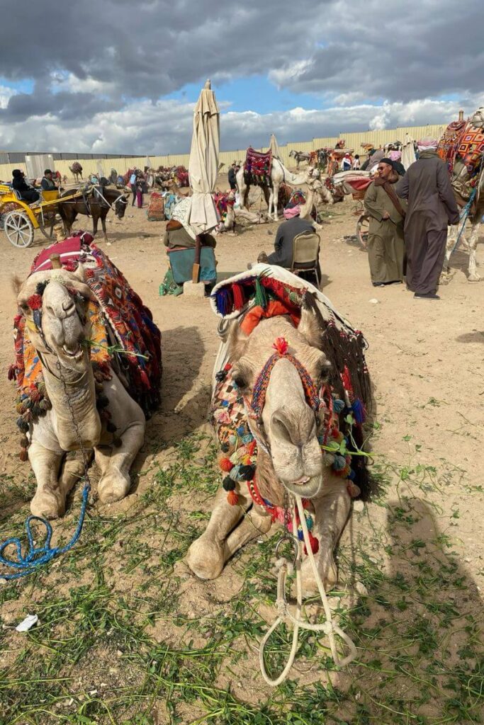 A vibrant marketplace near the Giza Pyramids filled with camels, tourists, and locals. Two camels with colorful saddles rest on the ground, while people engage in conversations. A Giza Pyramids festival may include similar scenes of cultural exchange and lively activity.