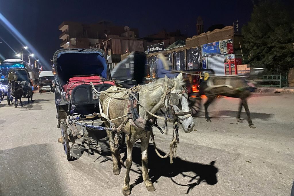 Donkey-drawn carriages line a street at night near the Nile, a common way to reach the Temple of Horus in ancient Egypt for many tourists exploring how to get to Edfu Temple, Egypt.