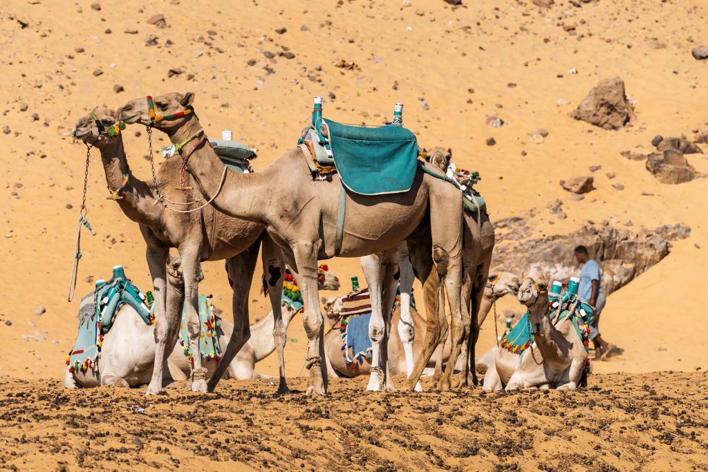 A group of camels outfitted with colorful saddles and decorations rest in the golden desert sand near a Nubian village in Aswan, Egypt, with a local man tending to them. This scene highlights traditional transportation used around Elephantine Island.