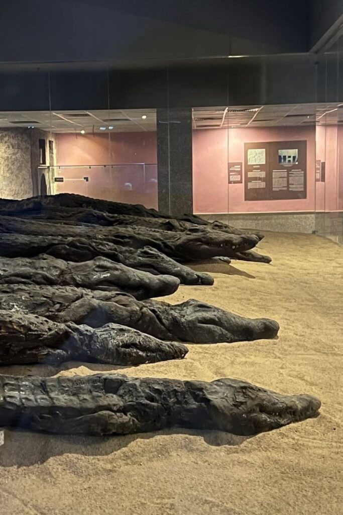 ow of mummified crocodiles displayed in a sand-covered glass case at the Crocodile Museum next to Kom Ombo Temple in Egypt. These sacred animals were once worshipped in honor of the crocodile god Sobek, a key deity at this Egyptian temple.