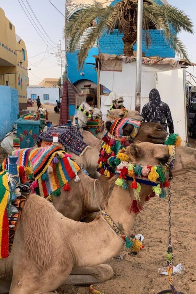 Camels dressed in colorful, tassel-covered blankets and bridles rest near palm trees and vibrantly painted buildings in a Nubian village. Camel rides are a popular cultural experience among things to do in Aswan.