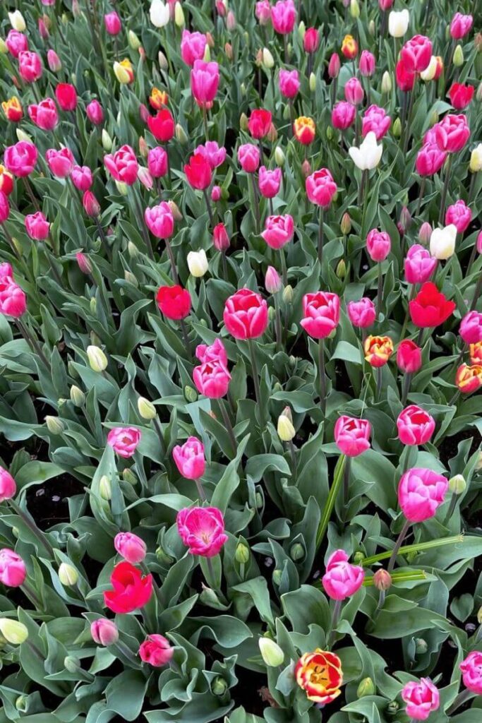 A vibrant bed of tulips in shades of pink, red, and white, blooming fully in a public garden. A beautiful shot suitable for content about solo female travel in Europe, particularly spring destinations and best countries for solo female travel.