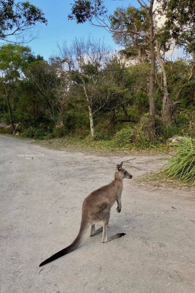 kangaroo standing alert on a dirt road surrounded by trees, likely in Australia. A natural fit for articles about traveling alone in Australia or best destinations for solo female travelers seeking wildlife and nature.