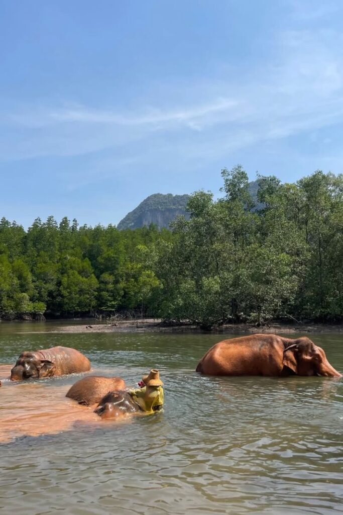 A group of elephants bathe peacefully in a river while a solo female traveler interacts with one—an ethical wildlife experience perfect for solo female travel in Thailand or women traveling alone in Southeast Asia.