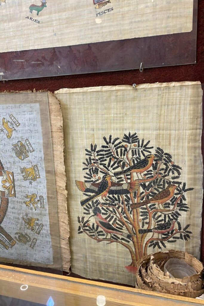 A papyrus painting depicting colorful birds perched on a fruiting tree, shown in a display case alongside rolled papyrus scrolls. This artistic piece is a classic Egyptian souvenir and a perfect gift from Egypt for art lovers. Papyrus paintings are among the most popular souvenirs in Egypt and are essential when shopping in Egypt for handmade, authentic items.