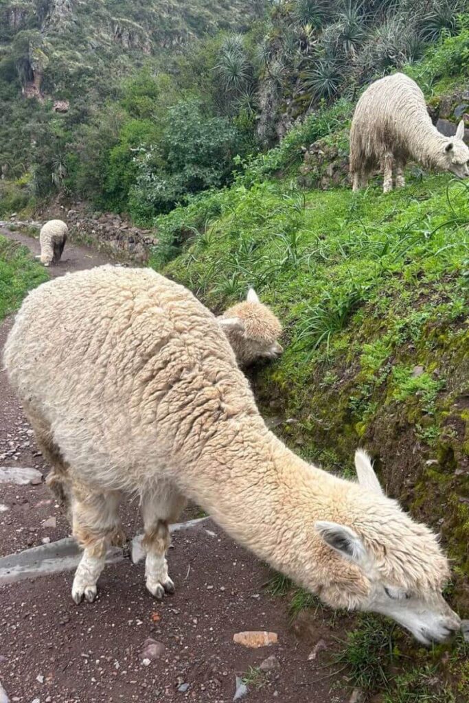 Fluffy alpacas graze freely along a scenic mountain path in Peru, an unforgettable sight for women traveling alone in South America. A dream destination for solo female travel Peru, best places for solo travel in the Andes, and ethical wildlife encounters.