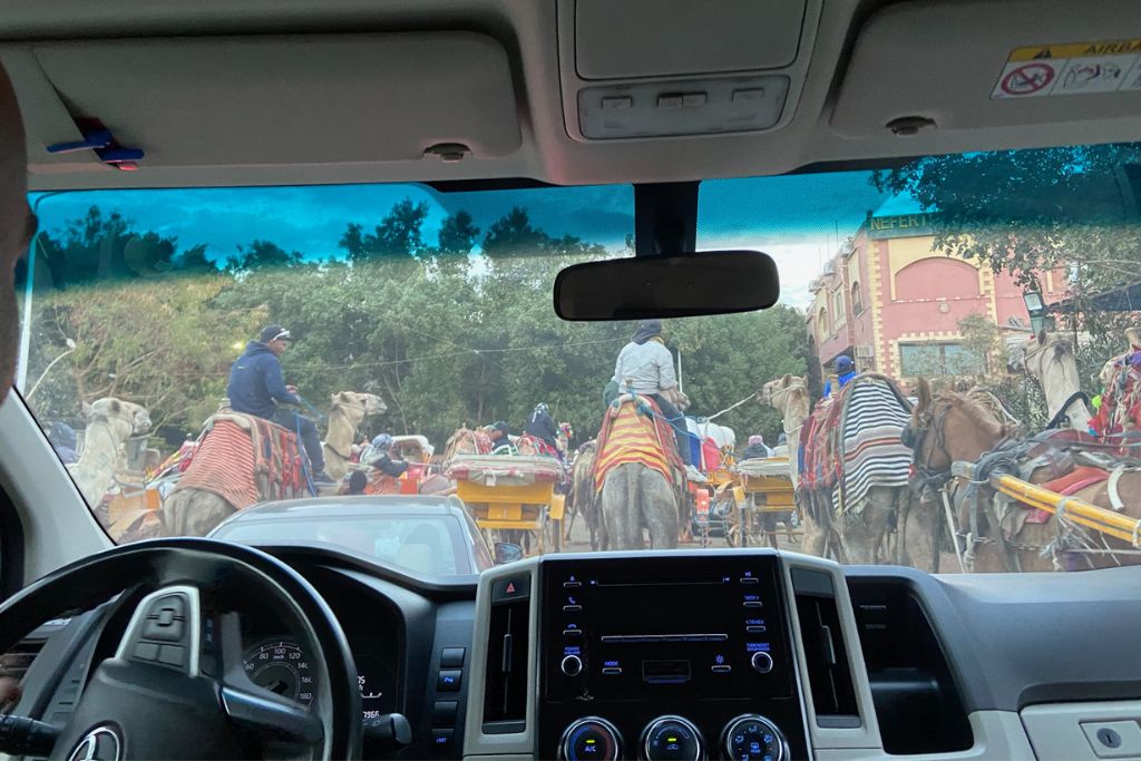 View from inside a car stuck in traffic behind camels and horse carts on a narrow road in Egypt. This chaotic moment offers a local experience that travelers might encounter on a 10 day Egypt itinerary or while backpacking in Egypt.