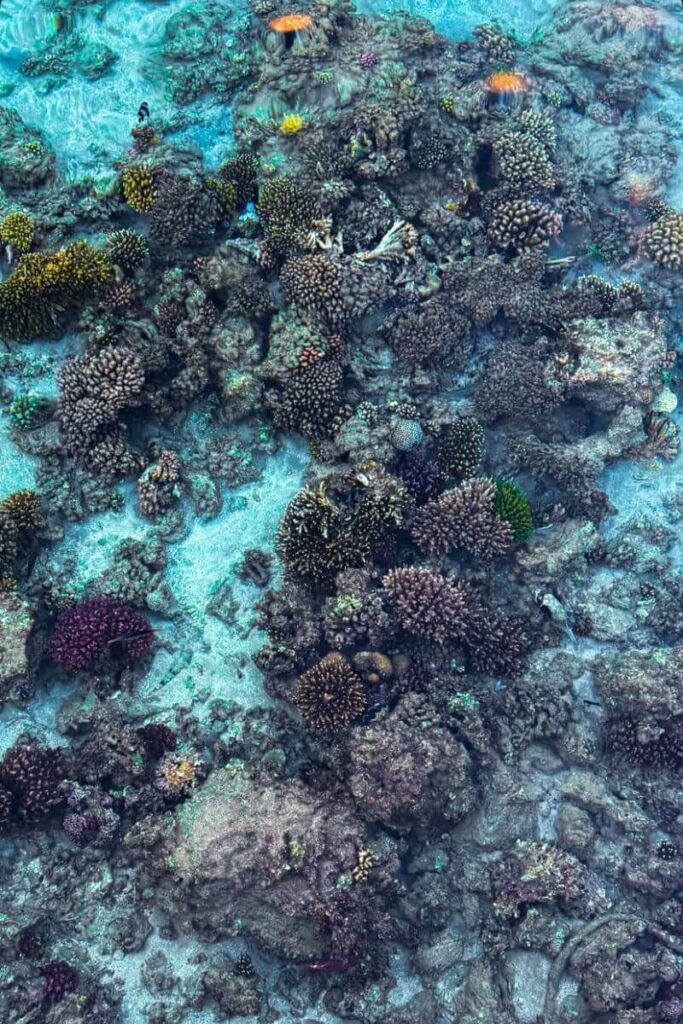 A vibrant coral reef viewed through crystal-clear turquoise water, showcasing marine biodiversity in a tropical destination. Ideal for a warm getaway in October, this spot is perfect for snorkeling lovers looking for hot countries in October with underwater adventures.