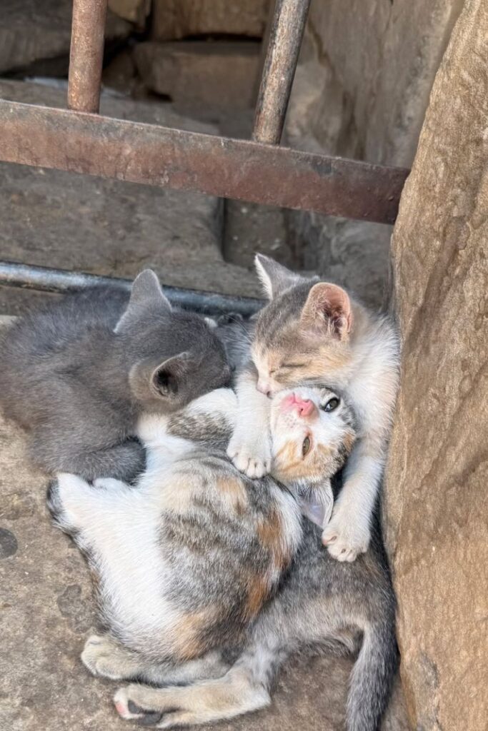 Adorable kittens snuggled in a quiet corner near Egyptian ruins – unexpected moments like these show the charm of travel in Egypt and offer fun, lighthearted travel blog content for things to know about Egypt.