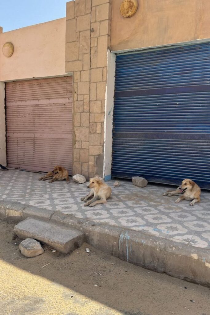 Stray dogs resting outside closed shops on a quiet street in Egypt – an important reminder for travelers about local street life and what to know before visiting Egypt. Useful for travel tips for Egypt and solo travel Egypt awareness.