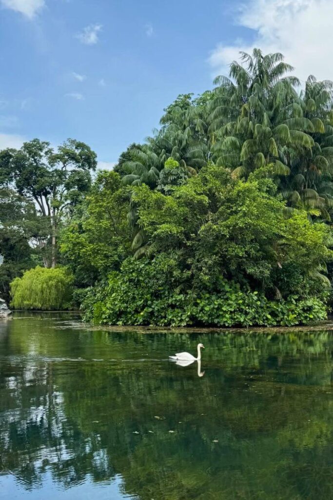 A lone swan glides across a calm lake surrounded by lush greenery inside the Singapore Botanic Gardens. This peaceful and scenic spot is one of the best free things to do in Singapore and a UNESCO-listed natural landmark.