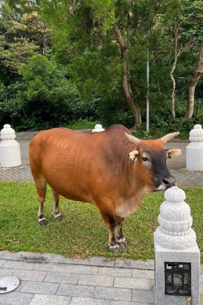 A brown cow standing near stone pillars surrounded by greenery. Free-roaming cattle are a unique sight near the Big Buddha Hong Kong Lantau Island, adding charm to any Lantau Island itinerary.