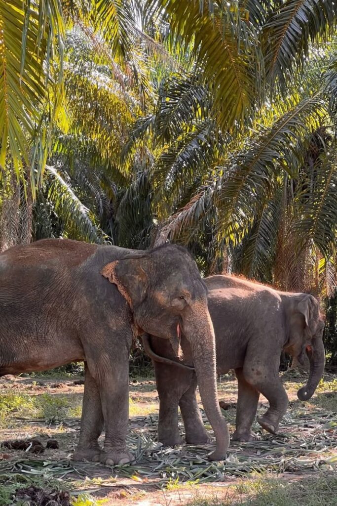 Two elephants graze peacefully under palm trees, a beautiful reminder of nature’s charm in warm places to travel in December and wildlife-filled winter getaways